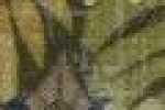 Blatt-Oliv