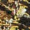 Gelb