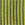 Wasabi