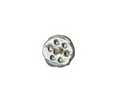 506 8-Loch Takase-Muschelknopf