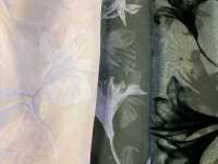 KF4005-DF-3407 Cremige Organza Farbverlauf Beflockung[Textilgewebe] Uni Textile(Komon Studio) Sub-Foto