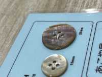 ABL4H 4- Muschel-Abalone-Muschelknopf[Taste] DAIYA BUTTON Sub-Foto