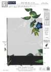 KDP1401-58-D-783 Feminines Design, breite Breite