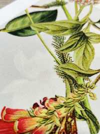 KDP7711-58-DD899 Leichtes Grosgrain-Breitband-Tintenstrahldruck[Textilgewebe] Uni Textile(Komon Studio) Unterfoto